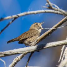 Northern House Wren-02