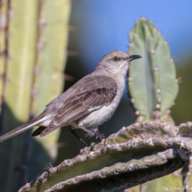 Northern Mockingbird-02