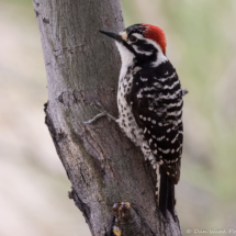 Nuttall's Woodpecker-Male-08
