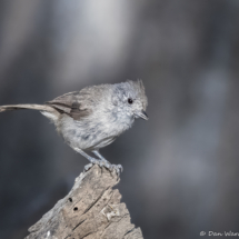 Oak Titmouse-03