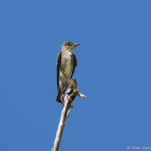Olive-sided Flycatcher-01