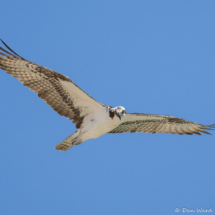 Osprey-01