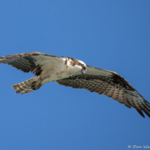 Osprey-06