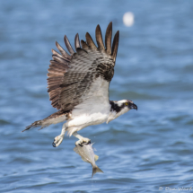 Osprey-41