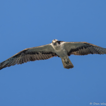 Osprey-58