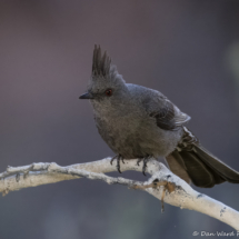 Phainopepla-02