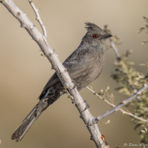 Phainopepla-Female-02
