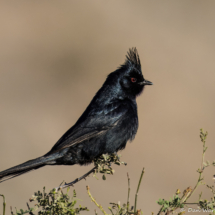 Phainopepla-Male-01