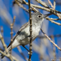 Plumbeous Vireo-02