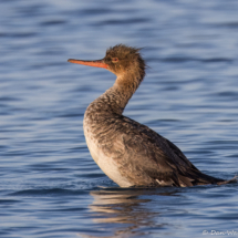 Red-breasted Merganser-01