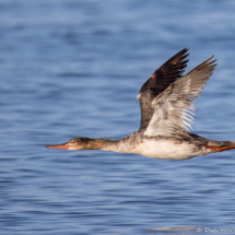 Red-breasted Merganser-07