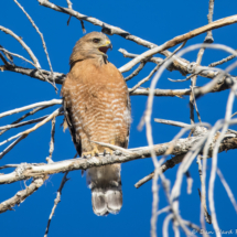 Red-shouldered Hawk-03