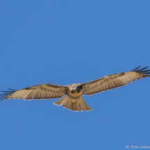 Red-tailed Hawk-10