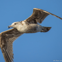 Ring-billed Gull-03