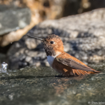 Rufous Hummingbird-Male-01