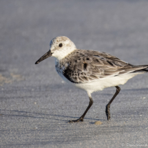Sanderling-13