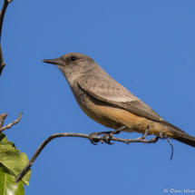 Say's Phoebe-01