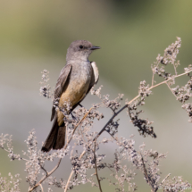 Say's Phoebe-03 (2)
