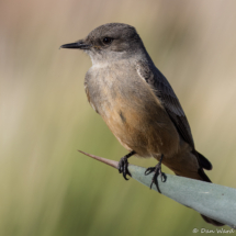 Say's Phoebe-03