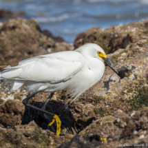Snowy Egret-01