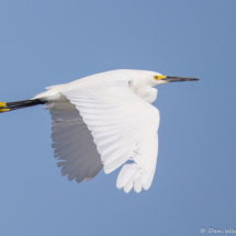 Snowy Egret-05