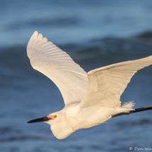 Snowy Egret-43