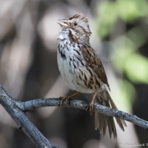 Song Sparrow-05