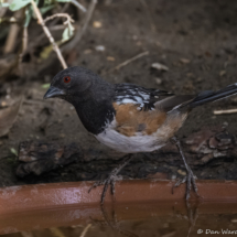 Spotted Towhee-01