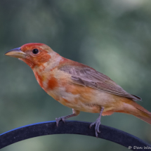 Summer Tanager-08