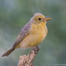 Summer Tanager-Female-01