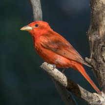 Summer Tanager-Male-61