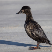 Surf Scoter-05