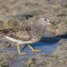Surfbird-20