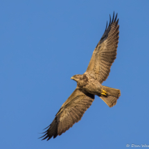 Swainson's Hawk-04