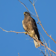 Swainson's Hawk-17