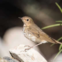 Swainson's Thrush-21