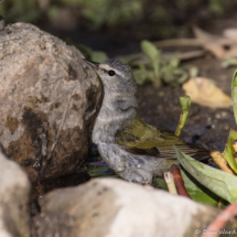 Tennessee Warbler-01