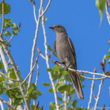 Townsend's Solitaire-07