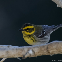 Townsend's Warbler-08