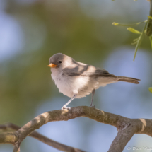 Verdin-Immature-01