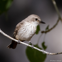 Vermilion Flycatcher-Female-05