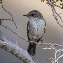 Vermilion Flycatcher-Immature-01