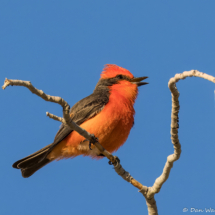 Vermilion Flycatcher-Male-06