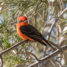 Vermilion Flycatcher-Male-11