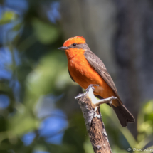 Vermilion Flycatcher-Male-20