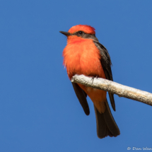 Vermilion Flycatcher-Male-33