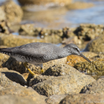 Wandering Tattler-01
