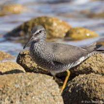 Wandering Tattler-04