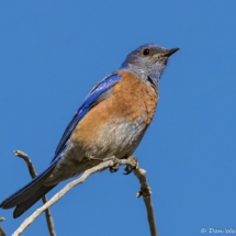 Western Bluebird-06