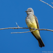 Western Kingbird-06